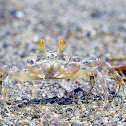 Beach crab