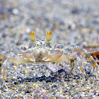 Beach crab