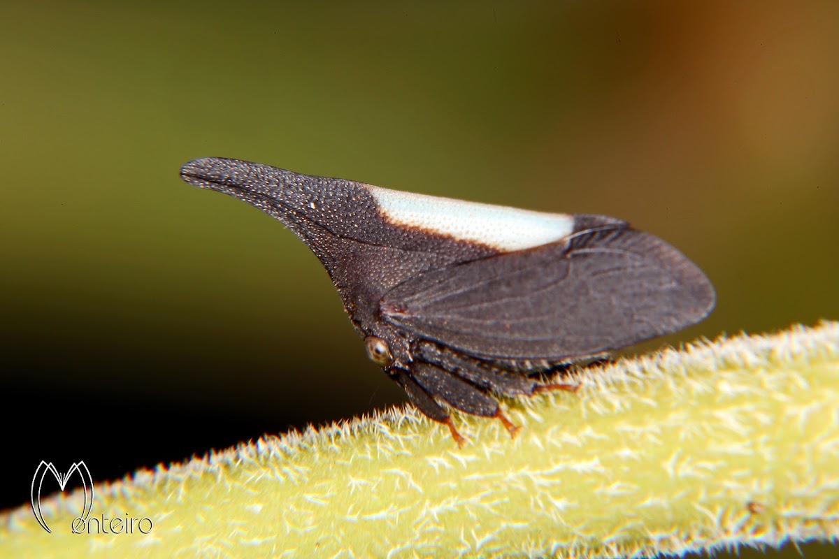 White backed treehopper