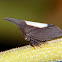 White backed treehopper