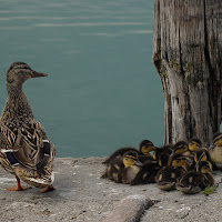 Famiglia numerosa di 