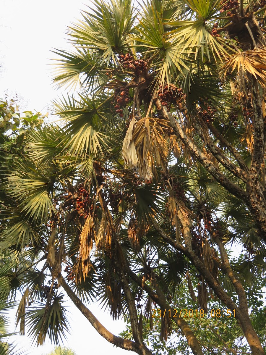 East African Doum Palm