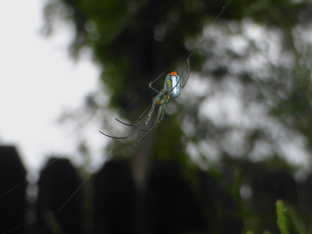 Orchard Orbweaver