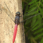 Crimson-tailed Marshhawk, male