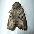 Owlet Moth