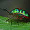 Jewel Bug