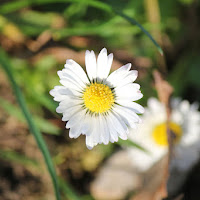 Delicata e luminosa. di 