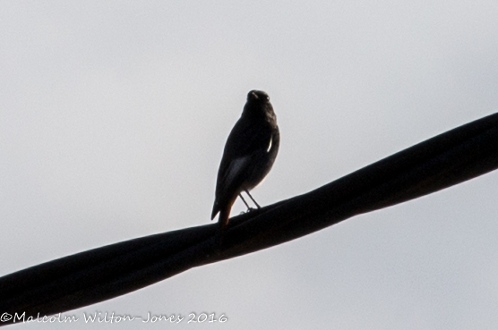 Black Redstart; Colirrojo Tizón