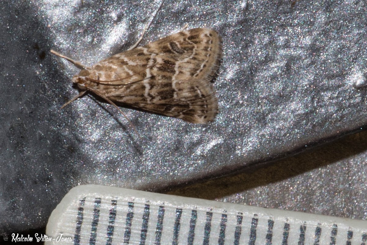 Cabbage Webworm