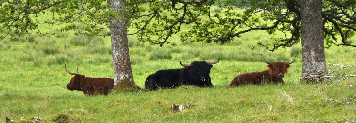 toro in gemelli di Dario Marzanni