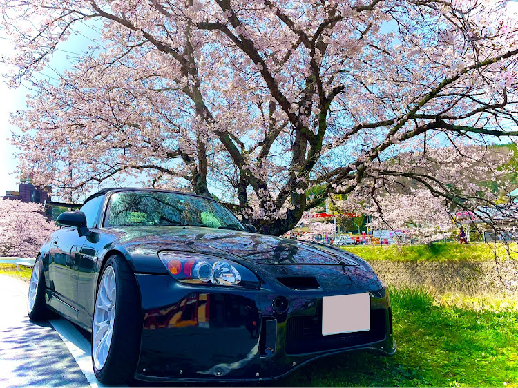 S2000の桜と愛車に関するカスタム事例の投稿画像1枚目