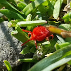 Clover Mite