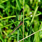 Eastern Red Damselfly