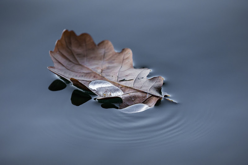 Autunno Magico di NickAdami