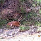 Mule Deer