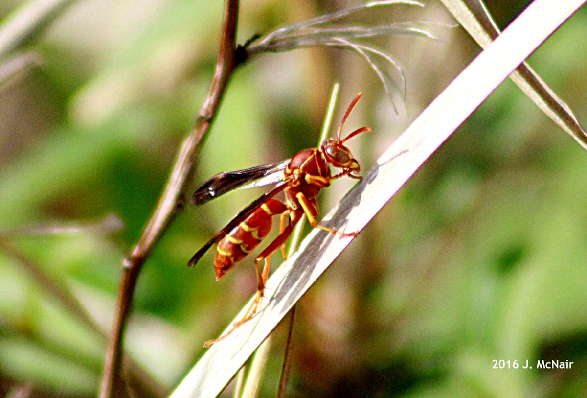 Paper Wasp