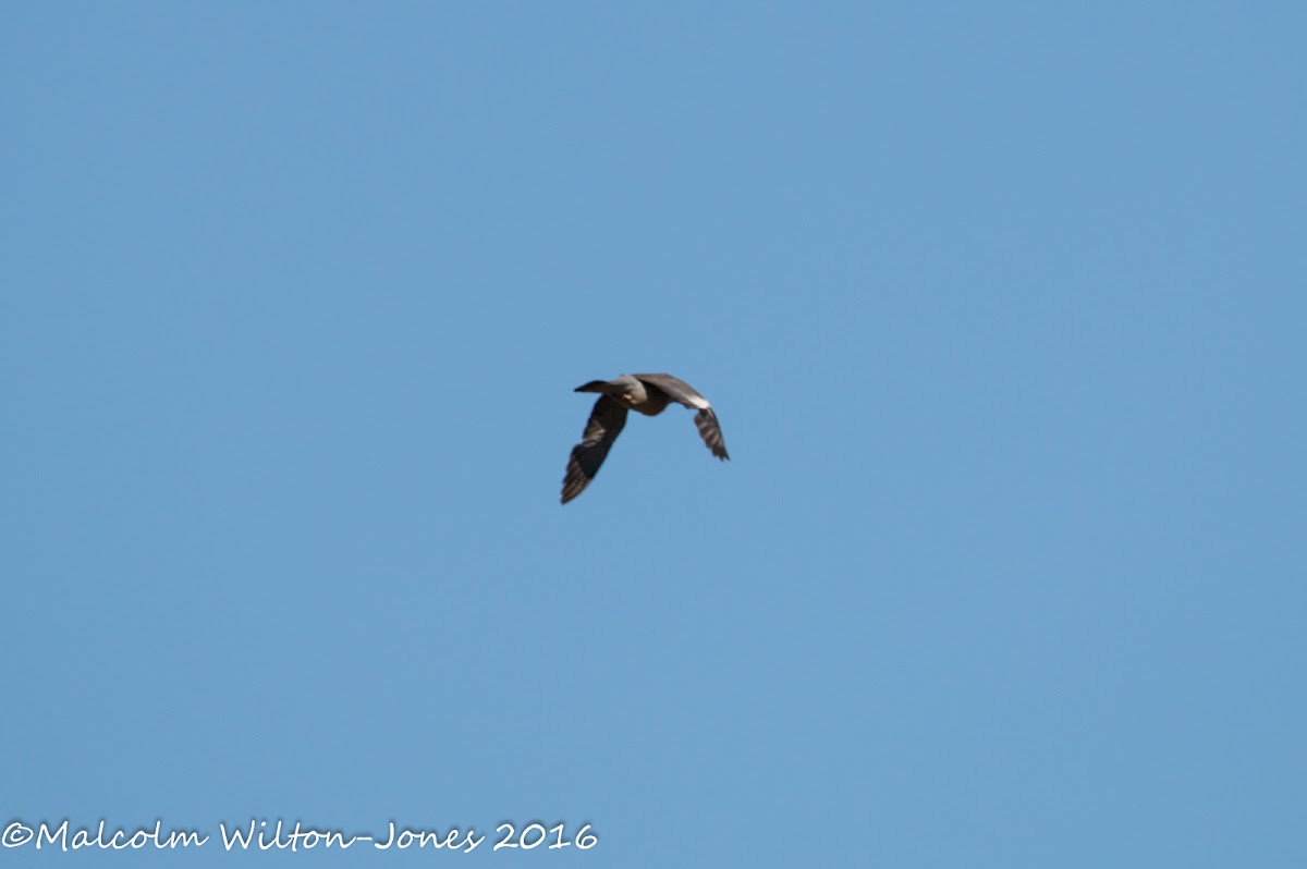 Woodpigeon; Paloma Torcaz