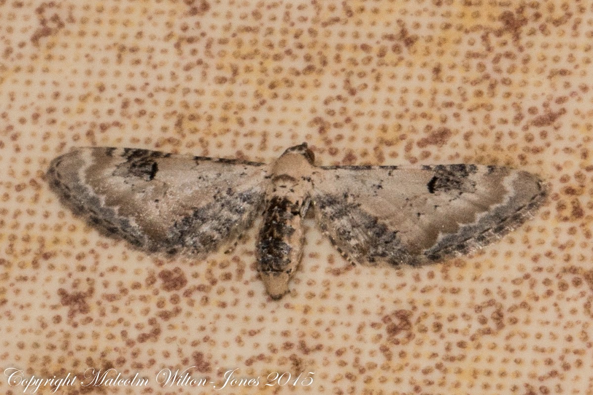 Lime-speck Pug