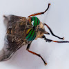 Horsefly