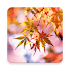 Beautiful Autumn Live Wallpaper1.0.3