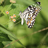 Lime Butterfly