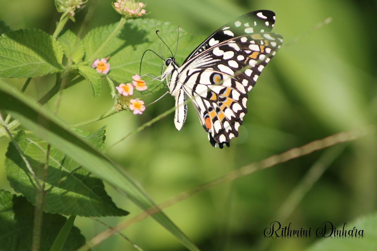 Lime Butterfly