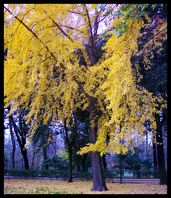 Ginko Biloba di Stefa