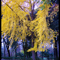 Ginko Biloba di 