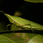 Green Pyrgomorph Grasshopper