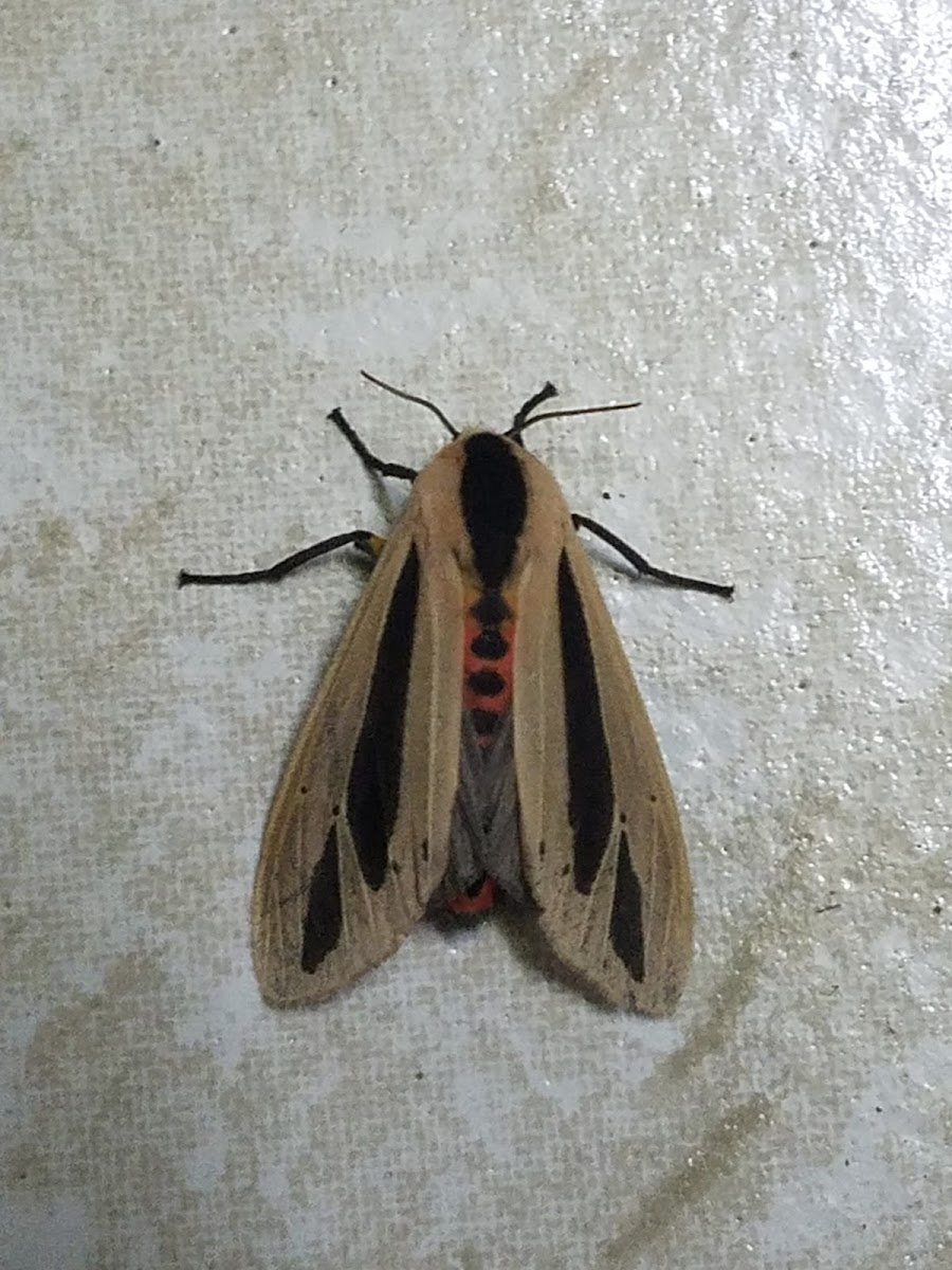 Erebid moth