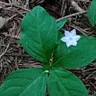 Pacific starflower