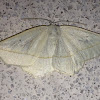 Confused Eusarca Moth