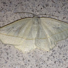 Confused Eusarca Moth