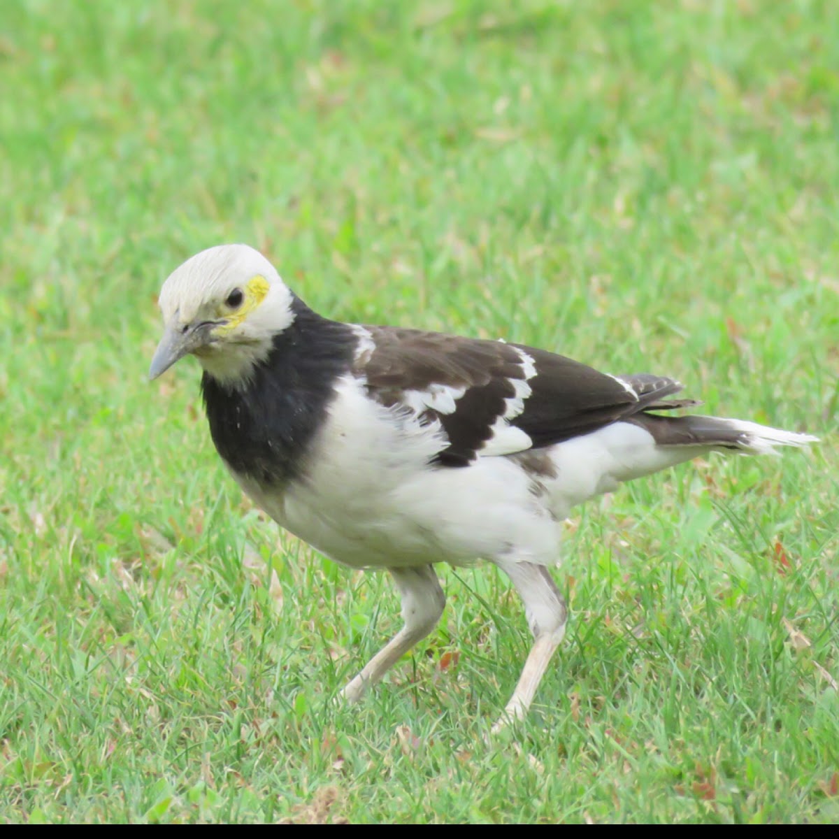 黑領椋鳥 ，SturnusNigricollis