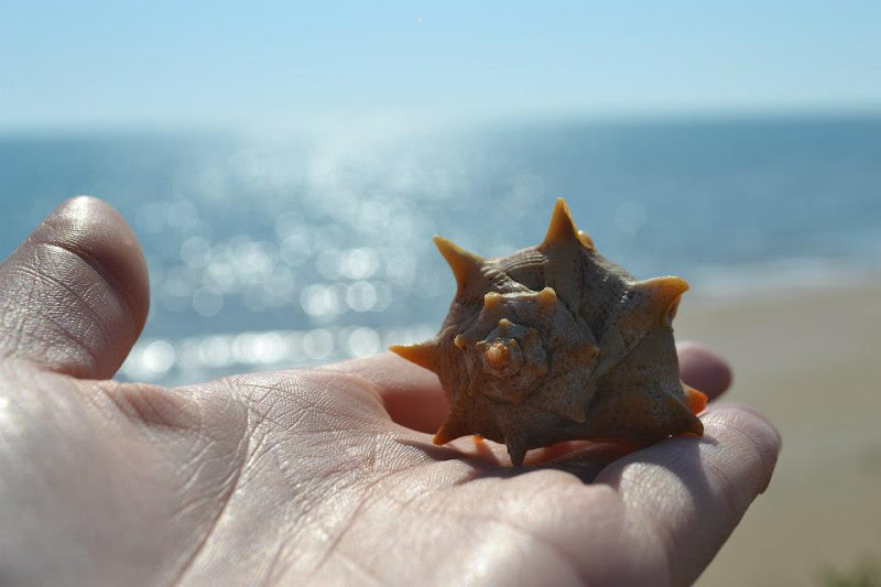 mare di giovanni.cicciarella