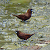 Dusky Munia