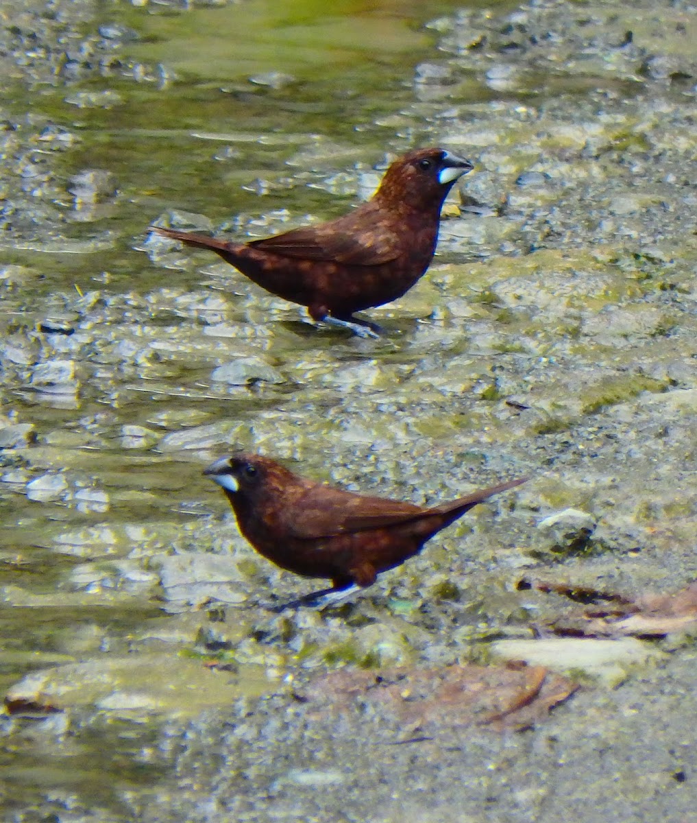 Dusky Munia