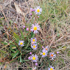 Sea aster