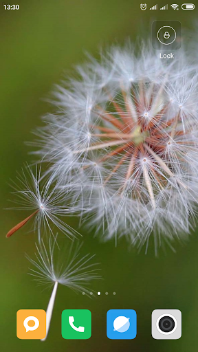 Dandelion Wallpaper HD