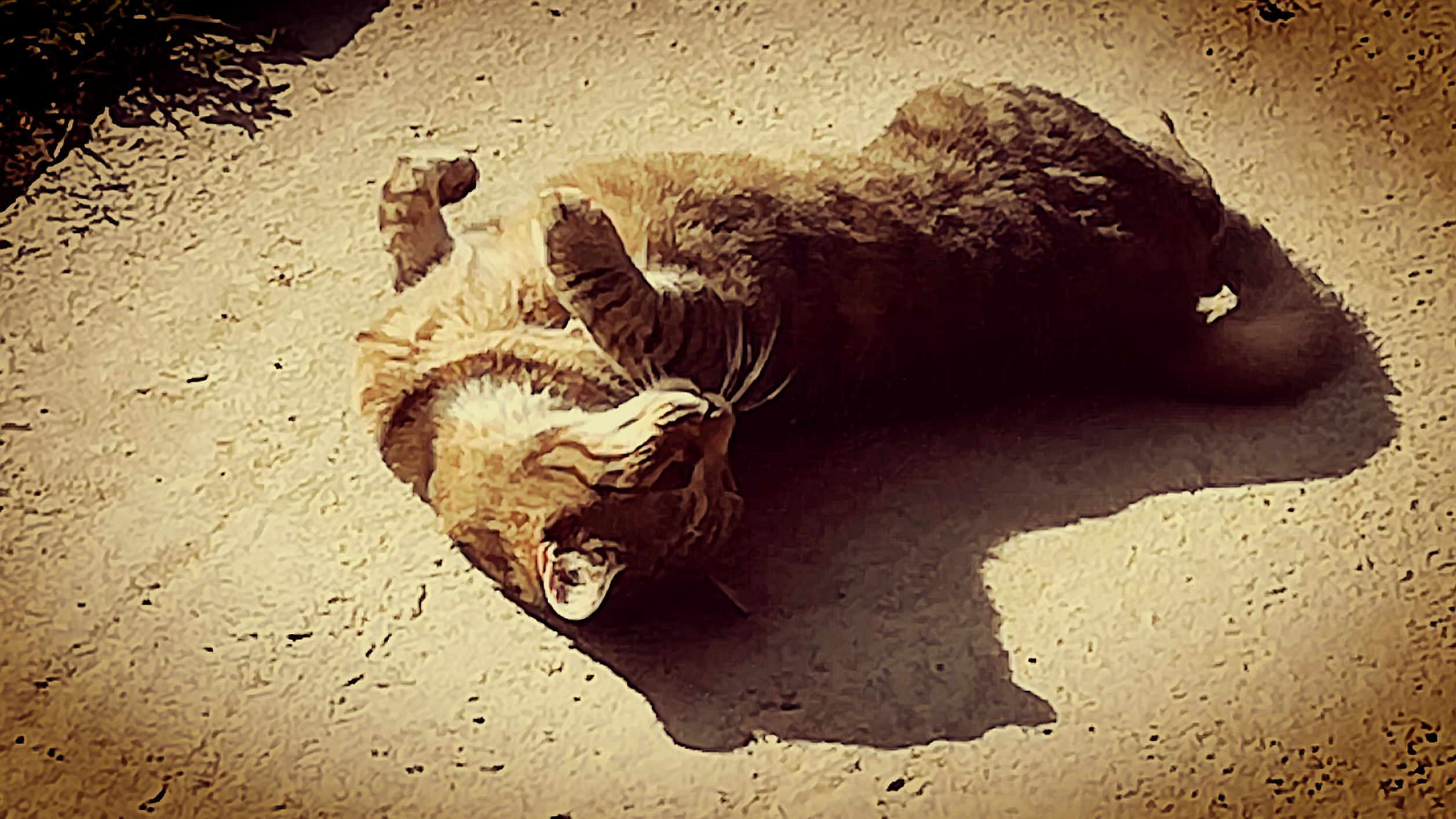 La gatta morta di Robyvf