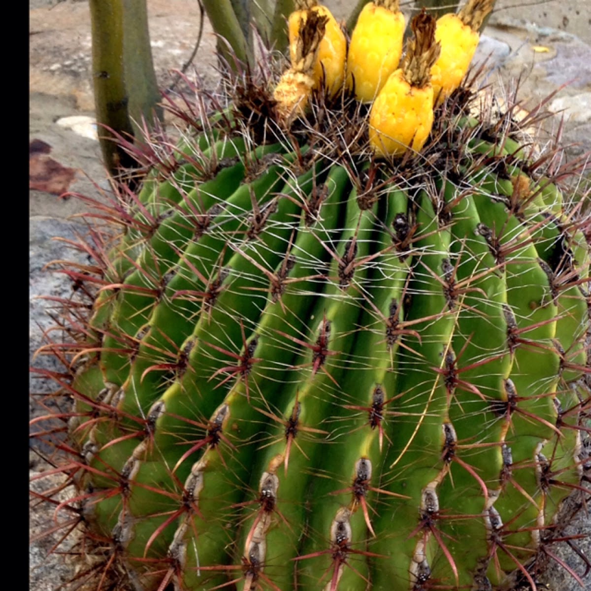 Barrel cactus