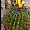 Barrel cactus