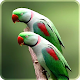 Download Parrot Live wallpaper 2018: Forest HD Background For PC Windows and Mac 1.0