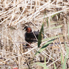 Little Grebe; Zampullin Chico