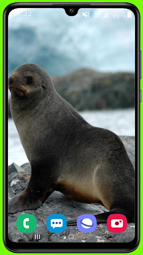 Harp Seal Wallpaper Best HD