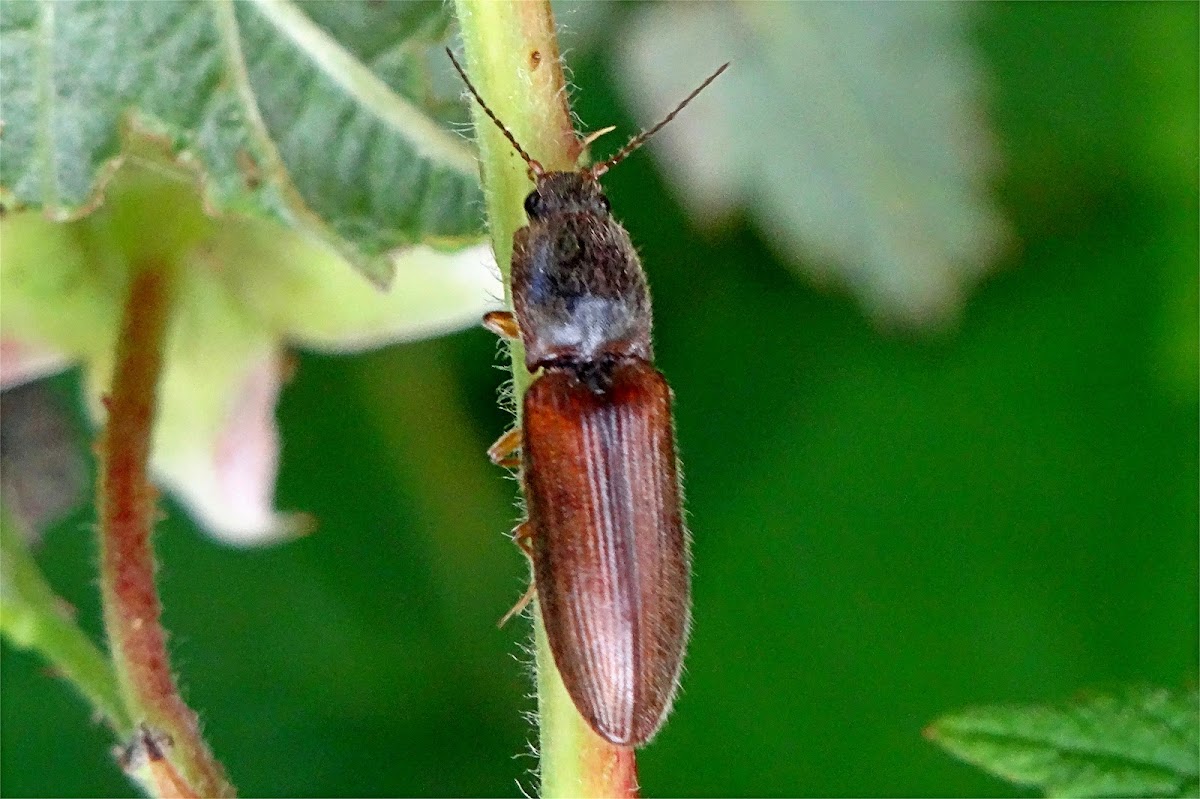 Click Beetle