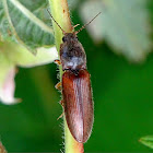 Click Beetle