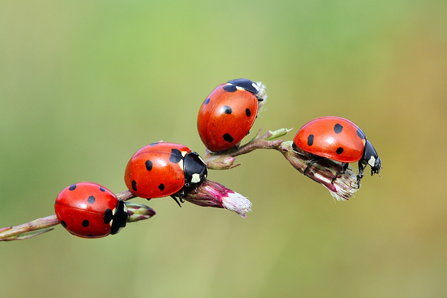 ladybugs