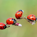 ladybugs