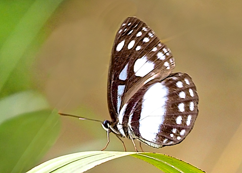 Neptis brebissonii